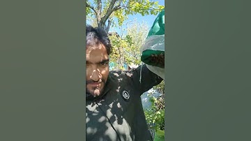 catching swarm at home#beekeeping #beekeeper #bees #honeybees #queenbee #swarming