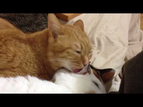 ASMR Cat Licking Other Cat S Ear LOOPED