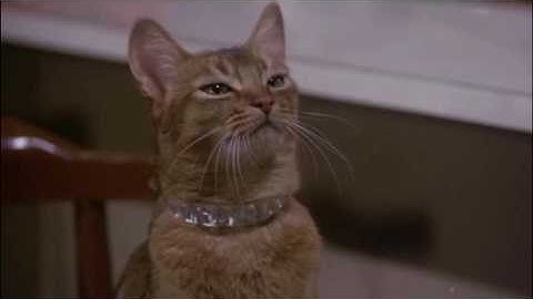 The Cat From Outer Space (1978) - Jake levitates Frank
