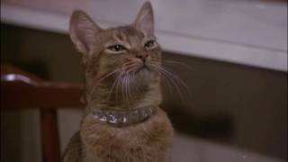 The Cat From Outer Space (1978) - Jake levitates Frank