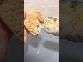 パンパパン