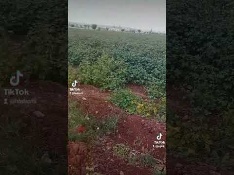القطن في تركيا في بعد ذلك من خلال برنامج العمل في يشقل الكثير من الناس  القطن في تركيا في بعد ذلك من خلال برنامج العمل في يشقل الكثير من الناس
