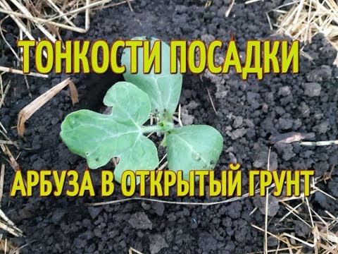 Посадка арбузов в открытый грунт. Правила высадки рассады арбузов.