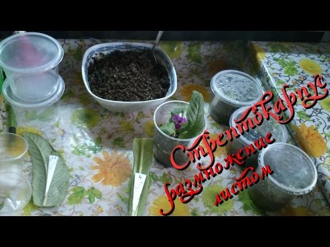 Размножение стрептокарпуса фрагментом