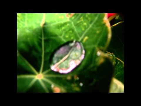 Juvenile Juvenile / Forget Me Soon(from "OUR GREAT ESCAPE")