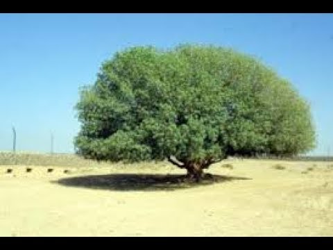 الشجرة المباركه التي إستظل تحتها الرسول حي ة ليومنا هذا Youtube