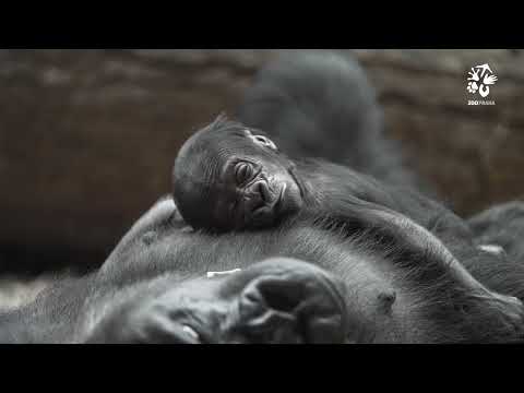 První gorilí mládě v Rezervaci Dja