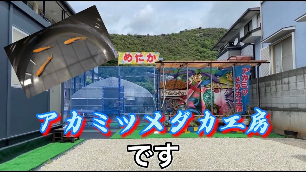 オロチ入荷 アカミツメダカ工房ブログ