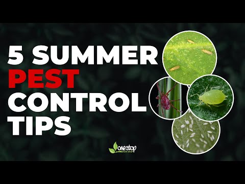 Video: Nasturčių vabzdžių valdymas: kaip kontroliuoti kenkėjus nasturtijomis