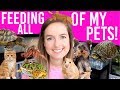 FEEDING ALL MY PETS | Daily Routine For 12+ Animals