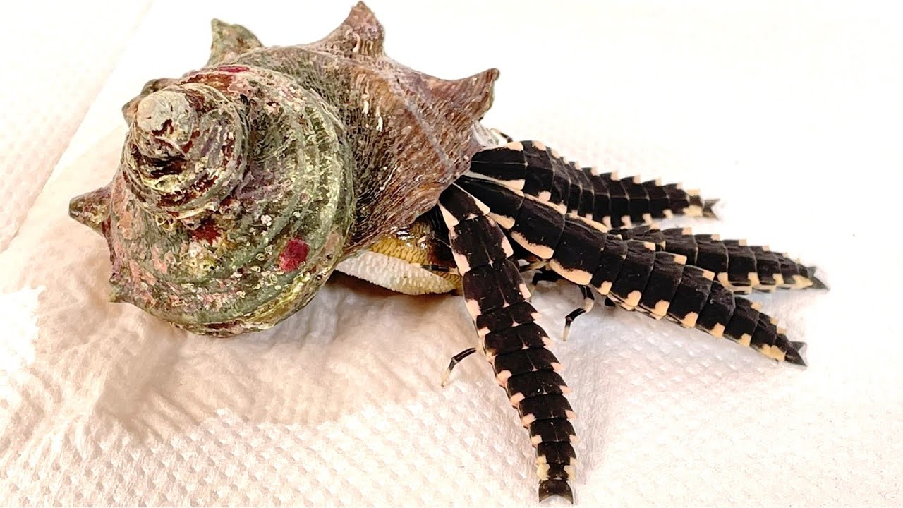 If you feed a dying turban shell sold at a supermarket to a