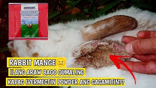 Rabbit Farming | Ilang araw bago gumaling ang mange kapag ivermectin powder ang gagamitin
