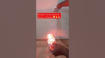 How to Build your Own Brooder for Ducks & Chickens P1 | #shorts #short #farming #duck #chicken #food