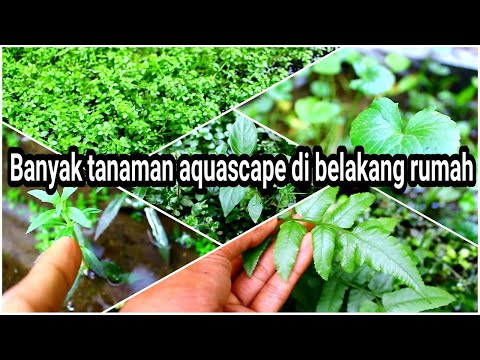 ada-banyak-tanaman-aquascape-di-belakang-rumah,-ayo-kita-kenali-/-update-dsm-sistem