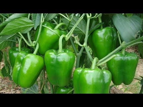 فيديو: العناية بالطماطم Sunchaser - تعلم كيفية زراعة نبات طماطم Sunchaser