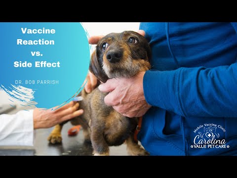 Is your pet having a vaccine reaction? What should you do?