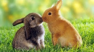 Foreign Animals