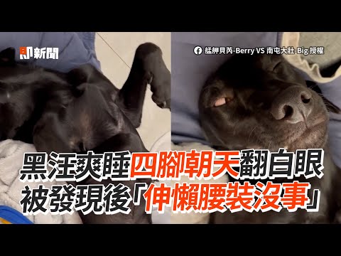 歐告四腳朝天翻白眼睡翻💤 被發現秒伸懶腰裝沒事｜寵物動物｜黑狗｜精選影片