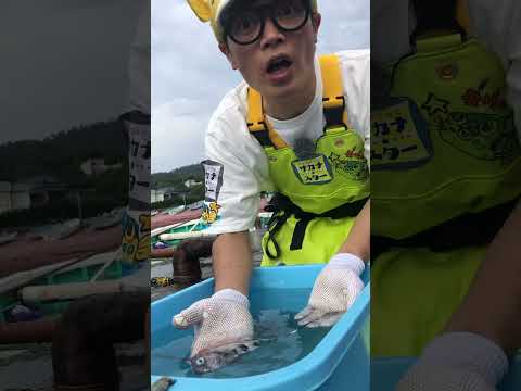 超貴重映像】さかなクンも館山の漁師さんも見たことがないお魚が