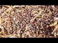 La fin des haricots coco au potager.  Récolte, Séchage, « Piétinage » et Vannage des haricots secs