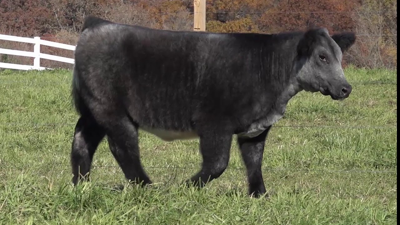 Lot 3 Blue Roan