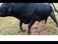 Bovine Gone Wild...Starring the Big Bad Bull