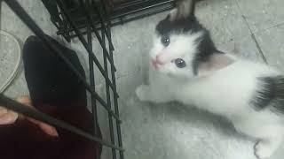 Crazy Kitten Time by The Black and White Brigade 277 views 3 months ago 1 minute, 11 seconds