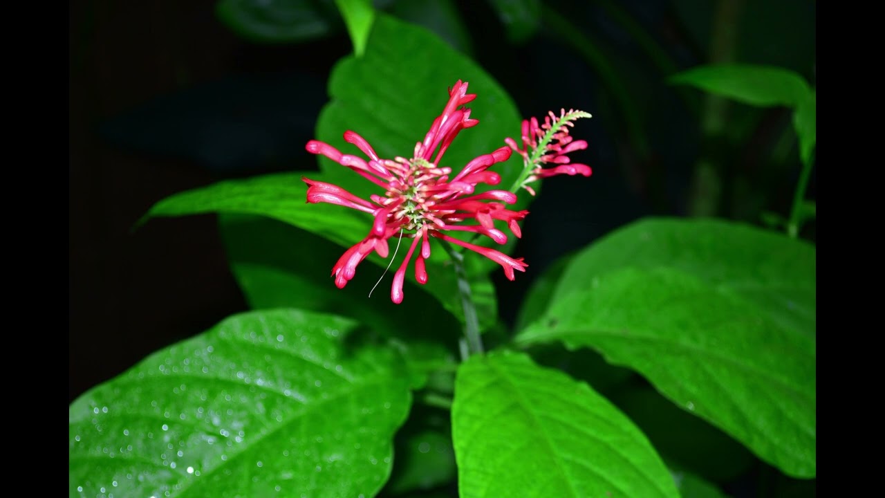 Nightly Attunement 2-23-26 - Commitment Under Pressure • Strengthening the Frame