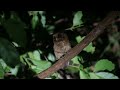 Reddish Scops-Owl in Malaysia Taman Negara Jun2022