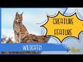 Wild cats of canada creature feature series
