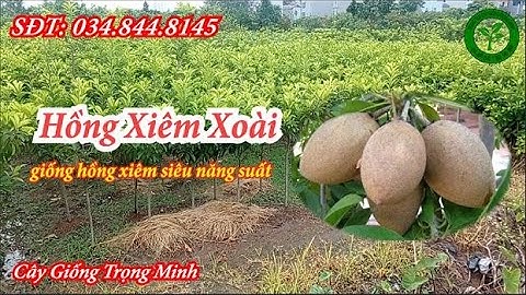 Hồng Xiêm Xoài | Giống Hồng Xiêm Siêu Năng Xuất Hiện Nay | Cây Giống Trọng Minh | 0348448145