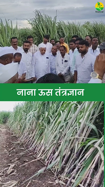 चंदरराव अण्णा तावरे आणि रंजन काका तावरे यांनी नाना ऊस तंत्रज्ञानाला भेट देऊन माहिती घेतली 👍#shorts