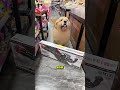 Este Perro Se Llevó De La Tienda Un Juguete Gratis 😲🐶