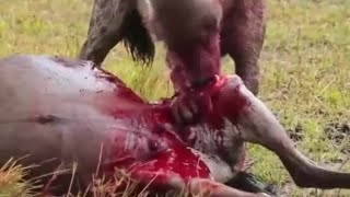 The Slow Death Of A Wildebeest