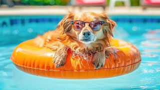 Dog Music🎵Dog Relaxing Music for Stress relief🐶Dog Sleep Music💖Dog Calming Music Video🎵 Dog Relax #5
