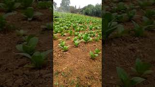 زراعة التبغ في تونس - مرحلة السقاية