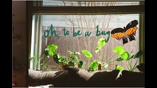 oh, to be a bug