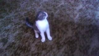 Catbert Scottish fold  Part 2 by Catcafe 2 views 7 years ago 1 minute, 28 seconds