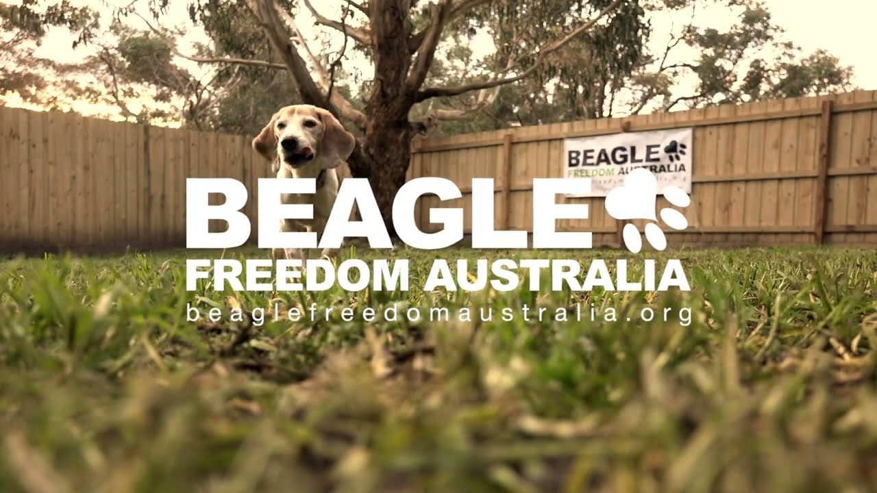 What is Beagle Freedom Australia?