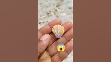Find An amazing shell on beach #viral #shorts #ytshorts
