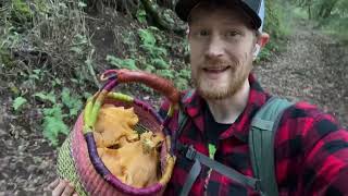 Foraging and Cooking MASSIVE Golden California Chanterelles (Cantharellus californicus) in Sonoma