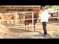 Full information of Gir Cow @@@ Indian farming technology