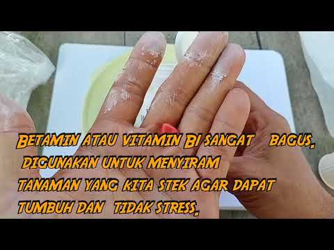 Video: Menyimpan Benih Daripada Kacang Manis - Bagaimana Saya Mengumpul Benih Kacang Manis Untuk Penanaman