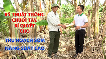 Kỹ thuật trồng chuối tây bằng cây con || Kinh nghiệm trồng và chăm sóc chuối tây