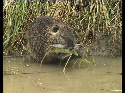 Video: Cómo hacer que el súper pegamento se seque más rápido