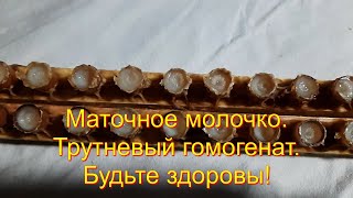 Маточное молочко Трутневый гомогенат  Будьте здоровы!