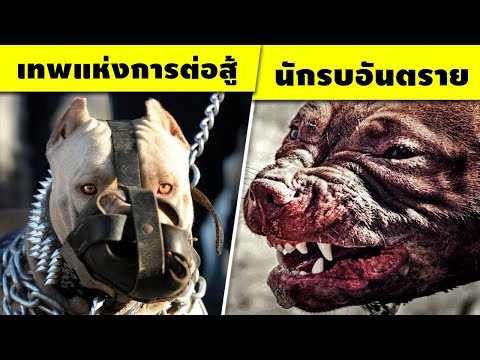 วีดีโอ: บทสัมภาษณ์ Cuteness Daisy Underbite