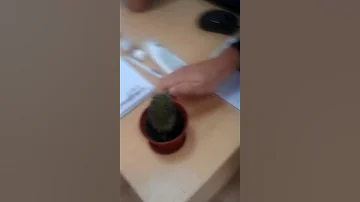 Кактус сгорел