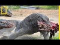 Un dragon de komodo chasse et fonce sur sa proie