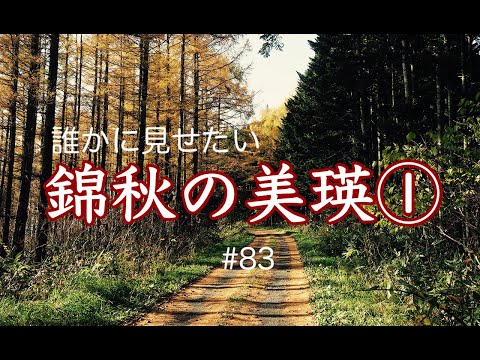#83【錦秋の美瑛】誰かに見せたい風景①